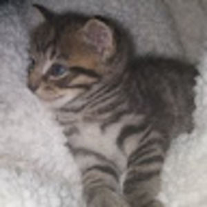 Meet your Posher, Sydney